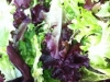 lettuce-01