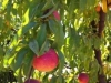 peaches-01