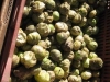 tomatillos-02