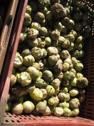 tomatillos-02