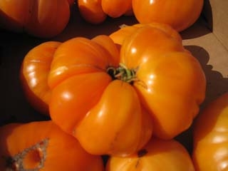tomatoes-04